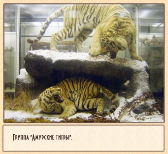 Зоологический музей.Санкт-Петербург