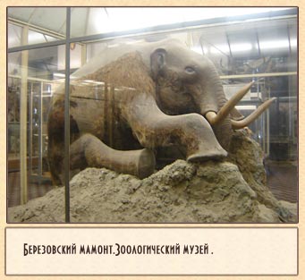 березовский мамонт.зоологический музей