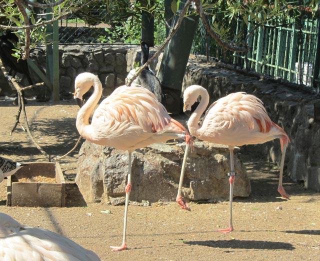 Розовый фламинго.Зоопарк.Санкт-Петербург.
