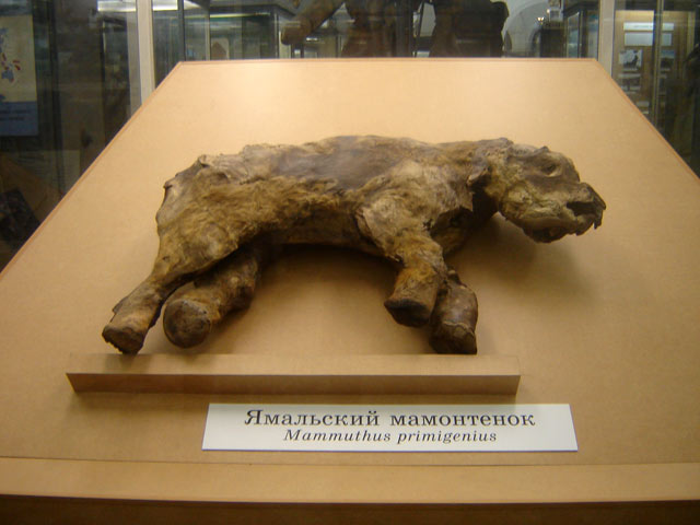 Зоологический музей