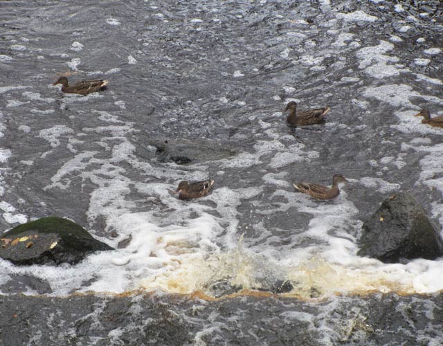 Ораниенбаум.Водопад Нижнего пруда.
